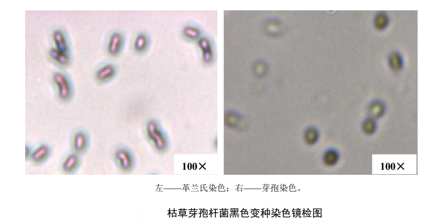 檢測(cè)水中滅菌生物指示物（枯草芽孢桿菌黑色變種）的具體方法